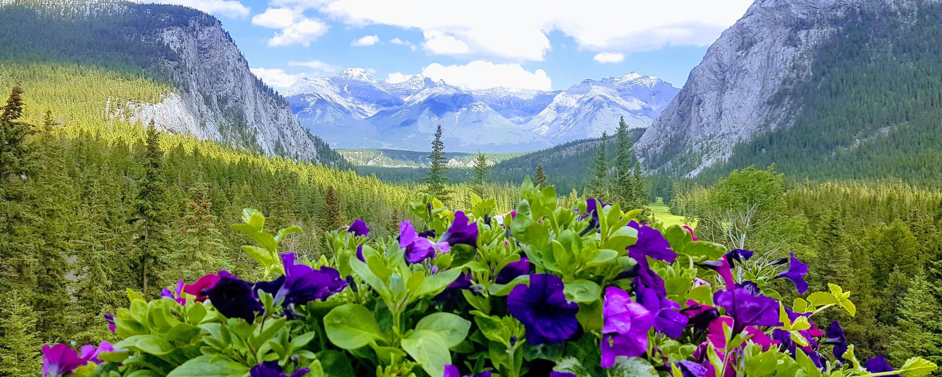 Alberta Summer