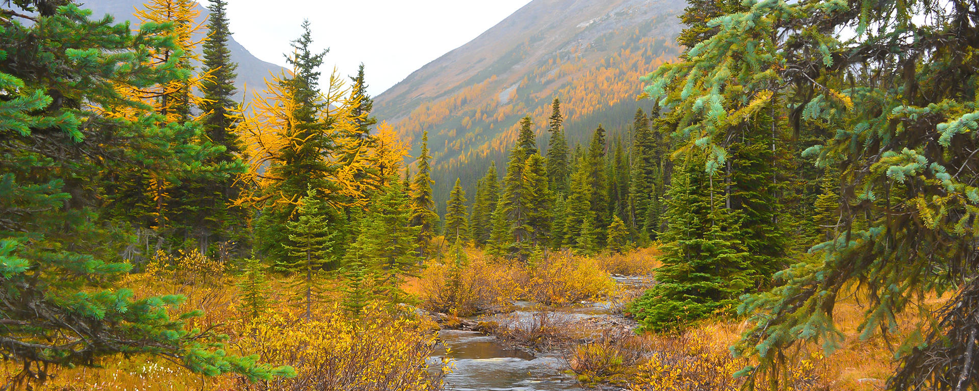 mountain scene