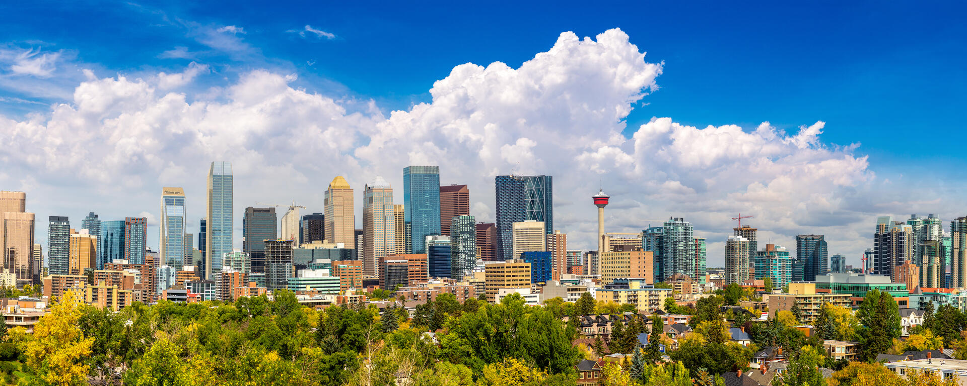 A landscape portrait of Downtown Calgary. There is greenery at the lower border, and skyscrapers across the entire screen
