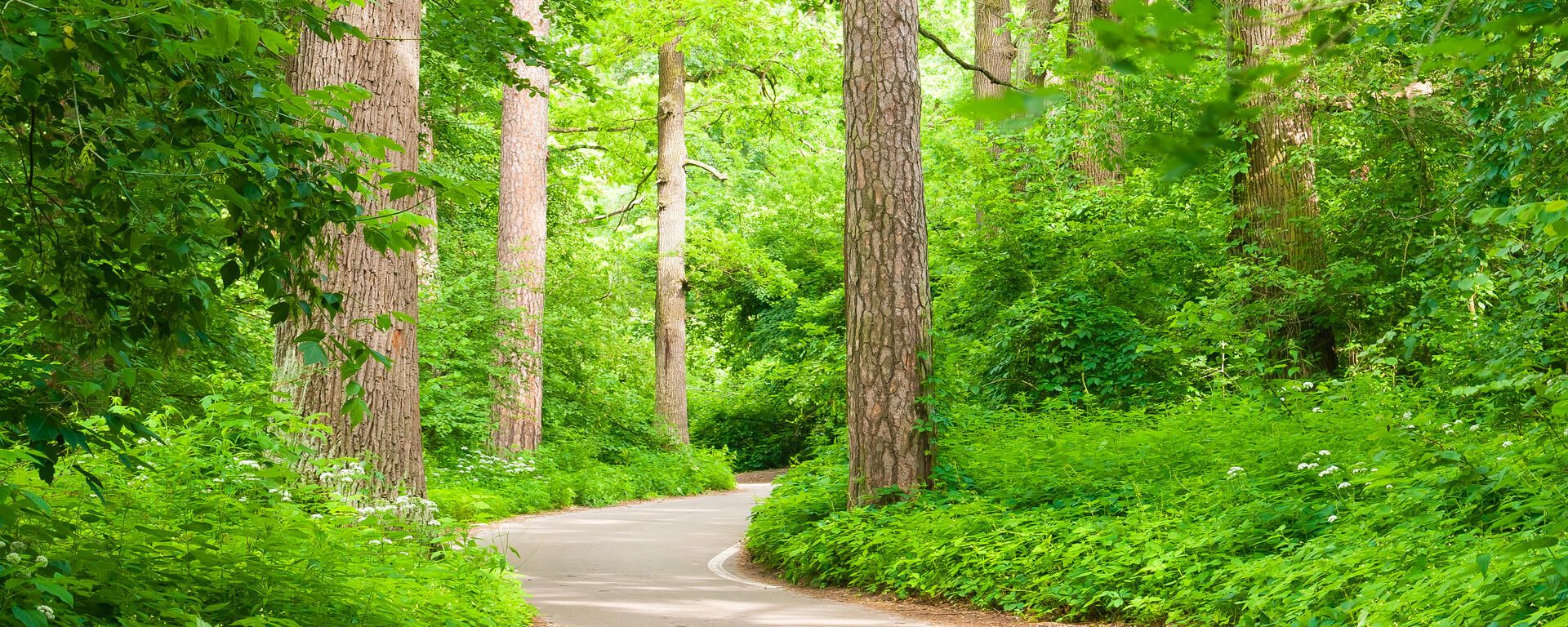 A paved path winds all the way to the back of the photo, disappearing into the greenery. Both sides of the path are filled with lush leaves and trees. The sun is shining through the top of the trees down to the ground