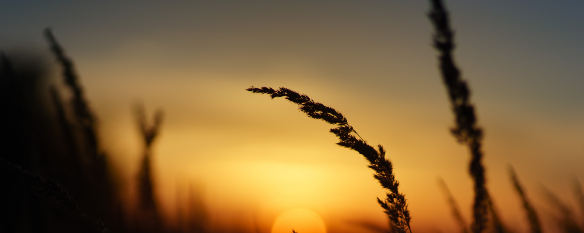 Wheat and sunset banner