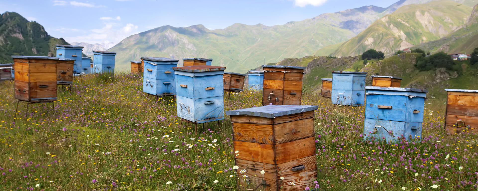 bee hives