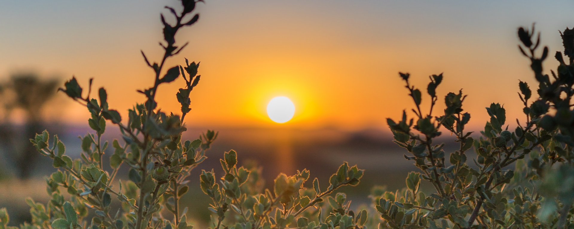 Flowers and a sunset