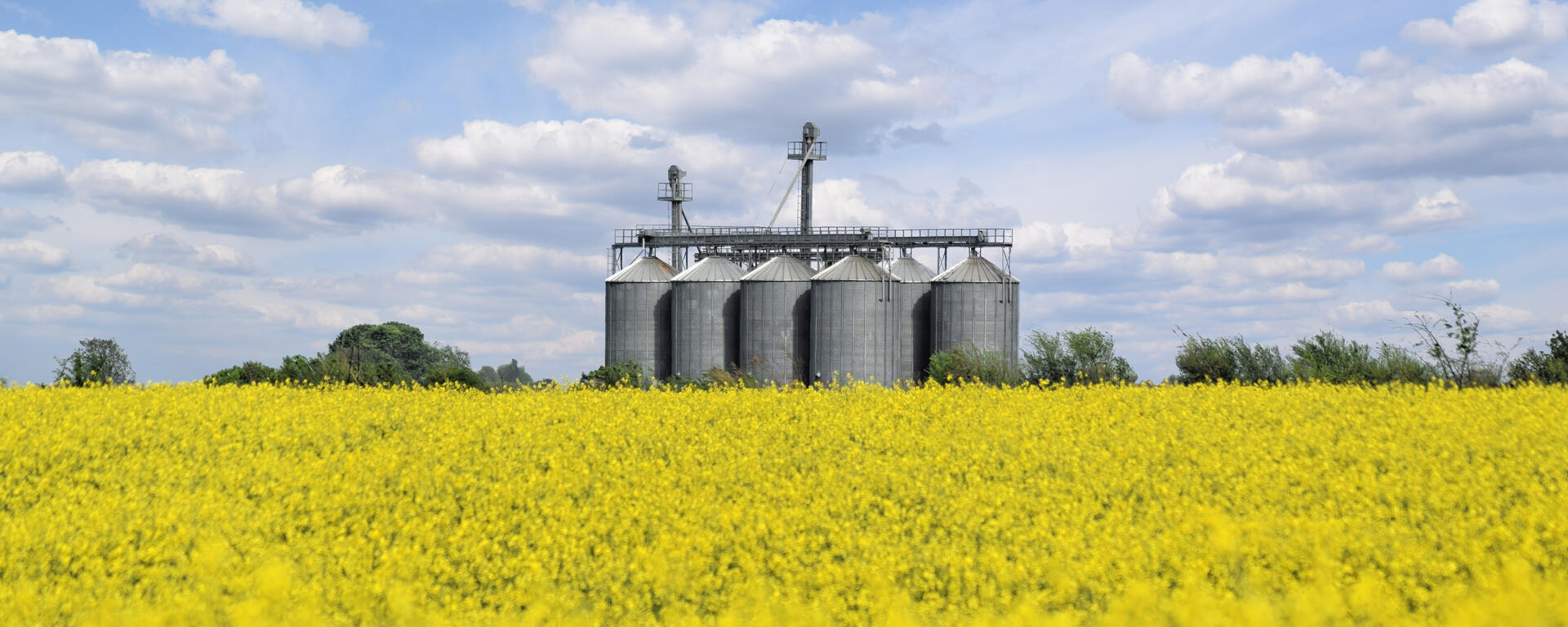Oil barrels in green field