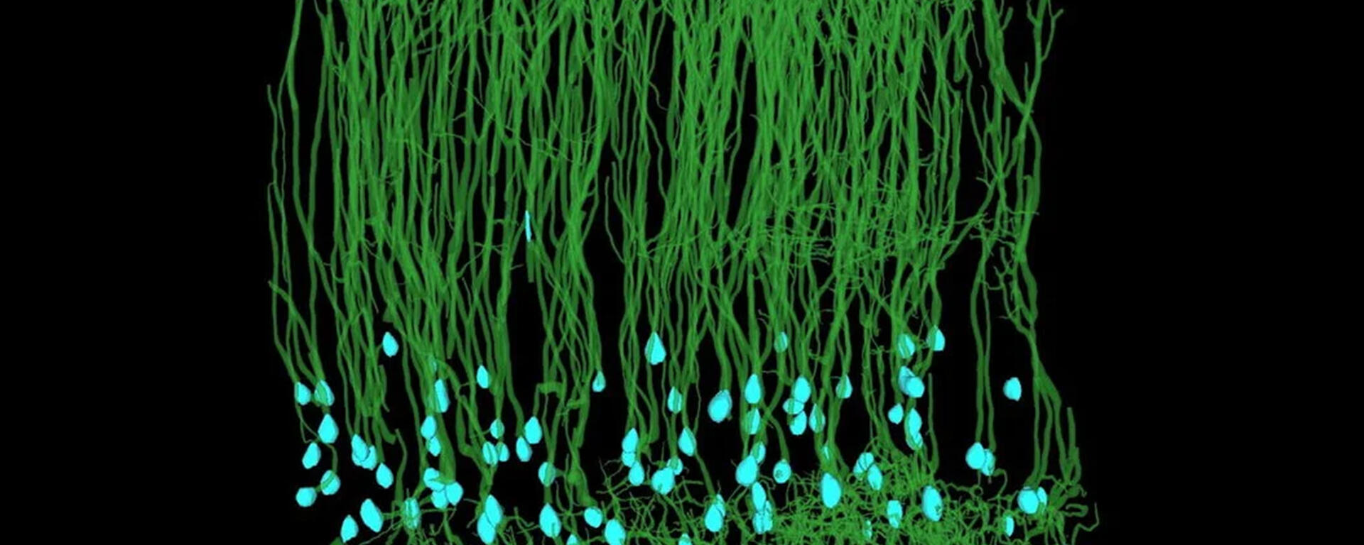 Neuron analyses