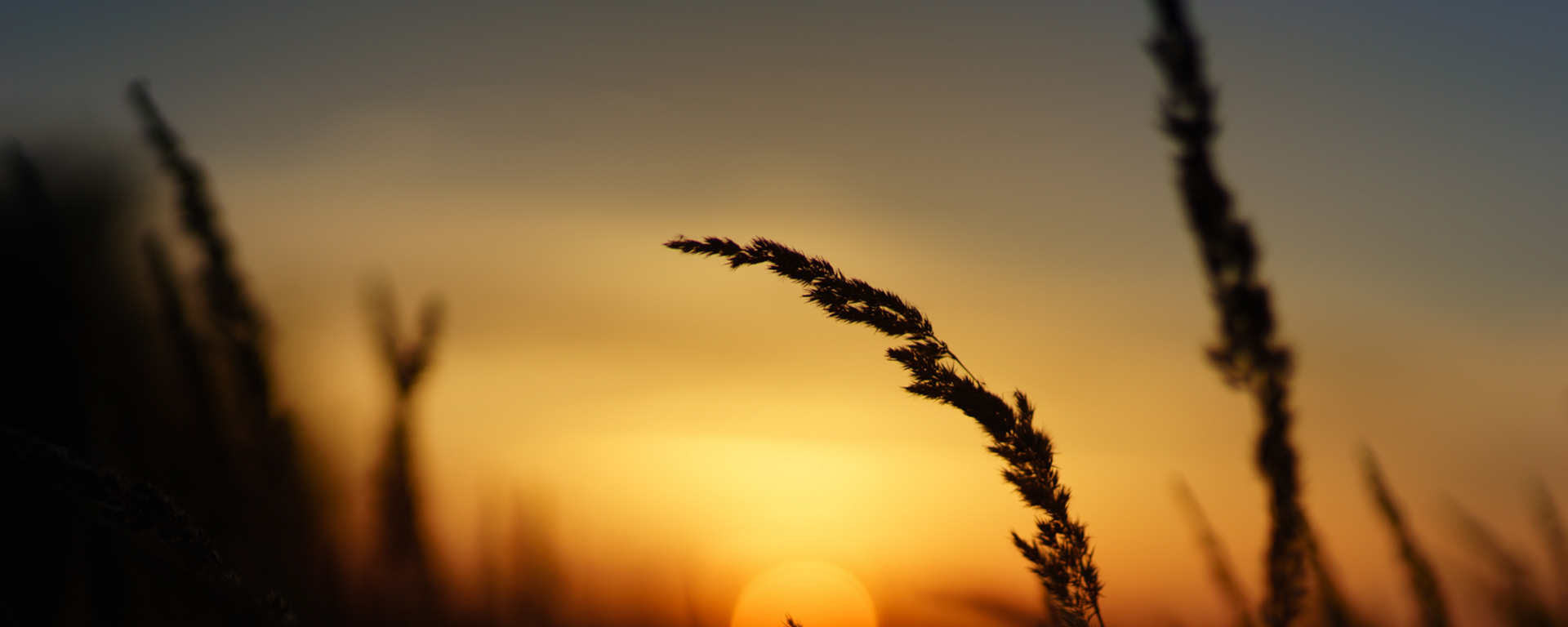 Wheat field at sunset