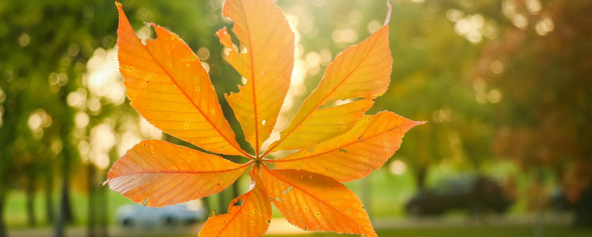 Maple leaf in Manitoba