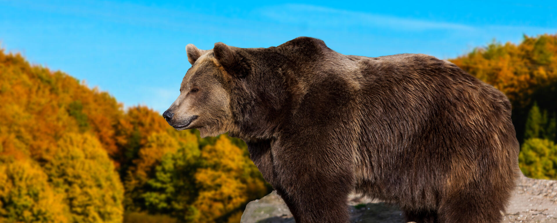 Grizzly bear in the wild.