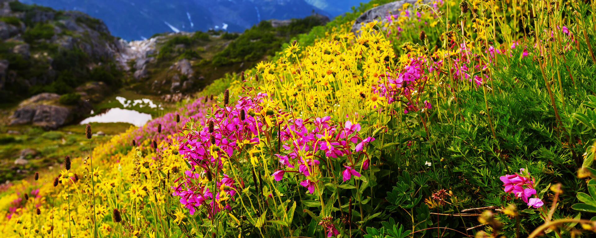 Wildflowers in the Rocky Mountains