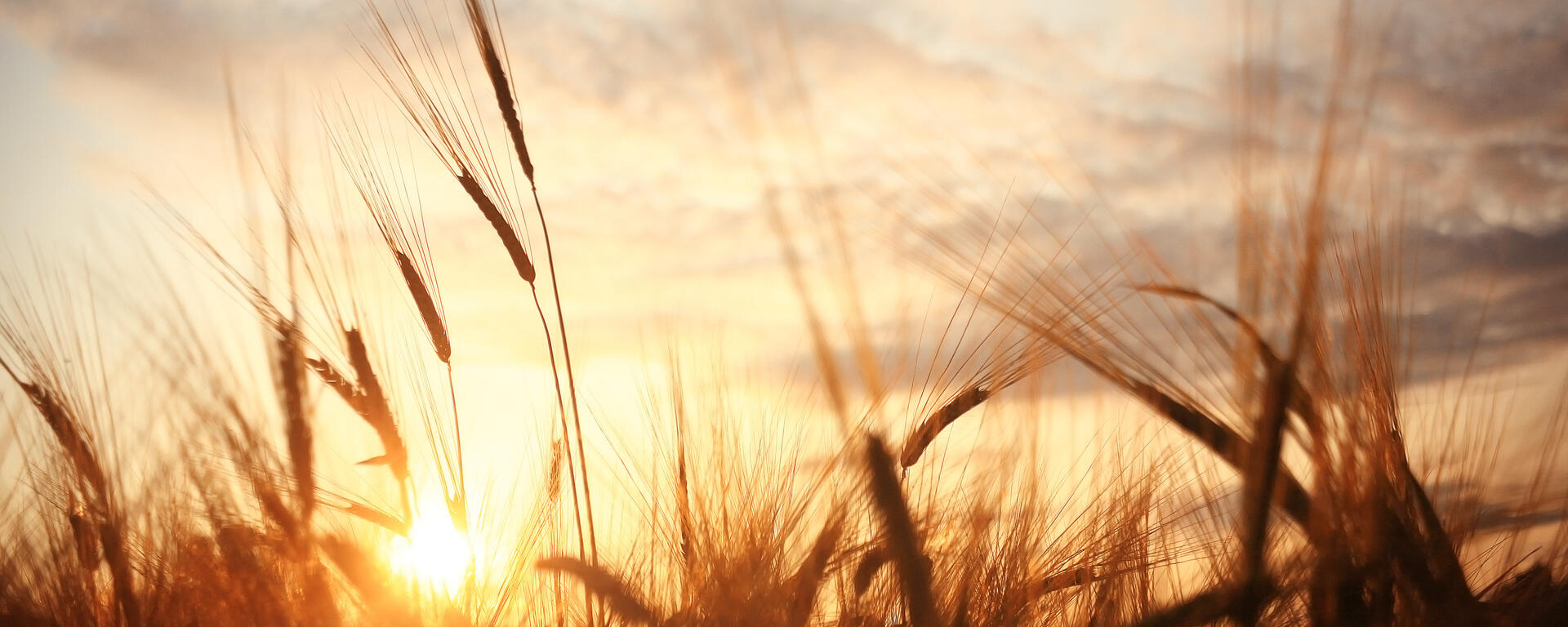 a wheat field during sunset