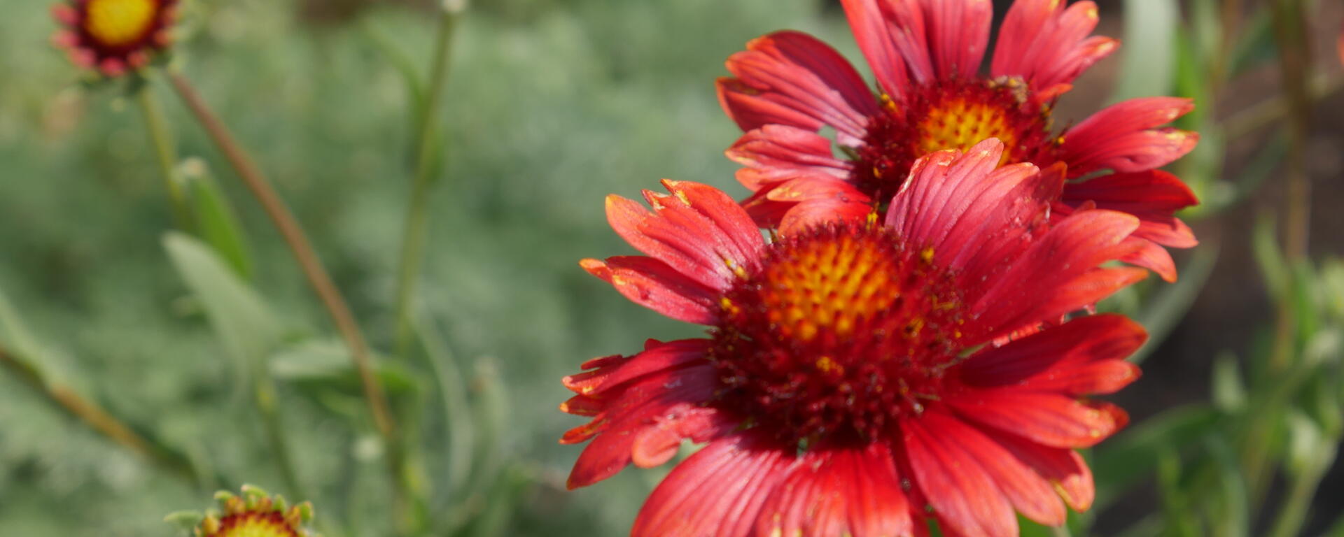 botanical garden 3