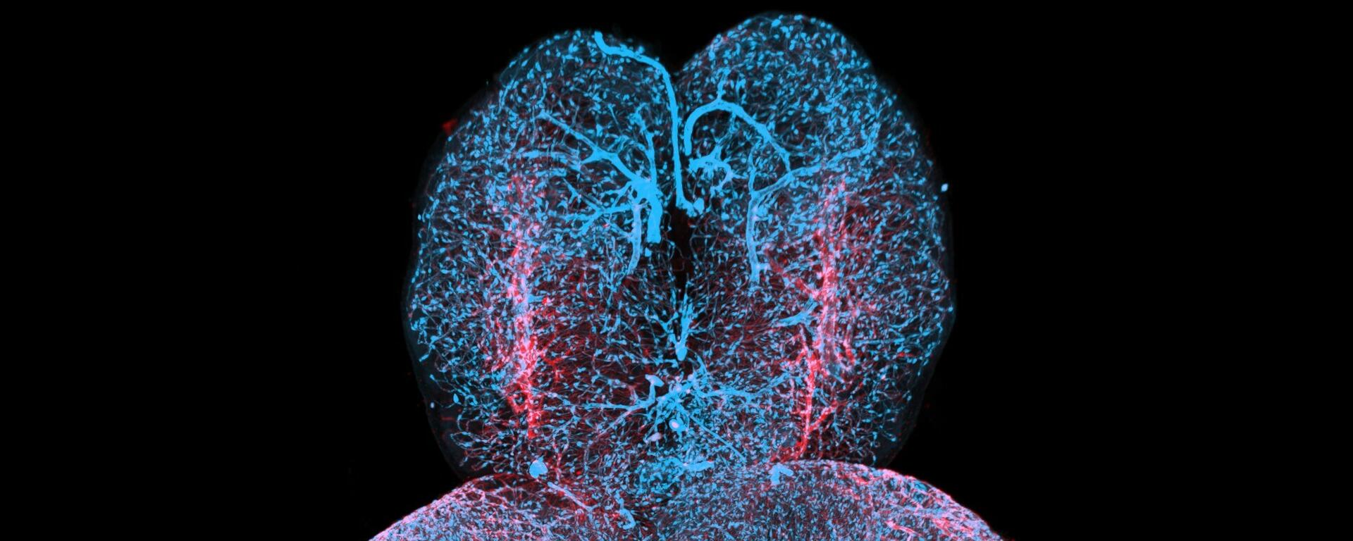 Striking Image 2024 First Prize Winner-Merry Faye Graff, Zebrafish Brain