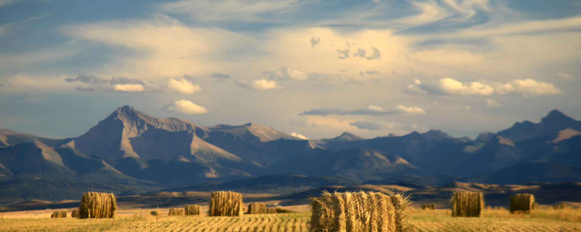 Wheat field with mountains in the background