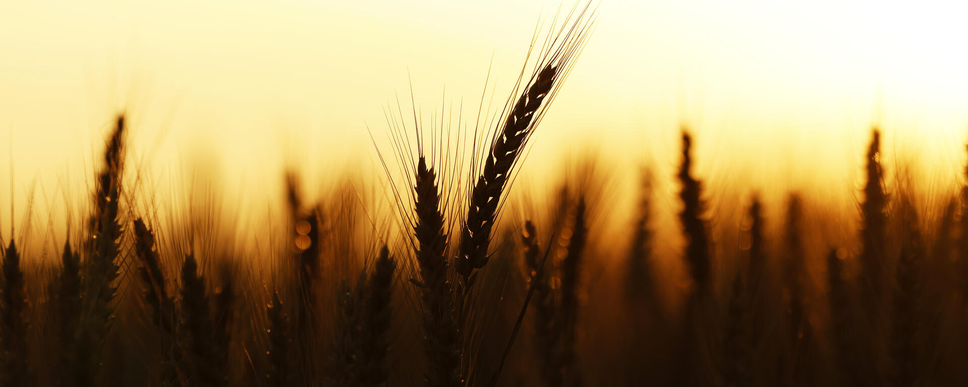 wheat stalks in sunset