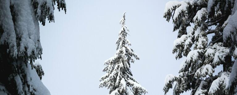 Black Spruce Tree