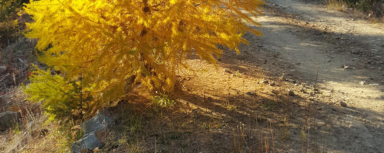 Larch Tree