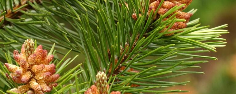 Lodgepole Pine