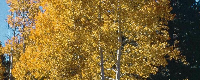 Trembling Aspen