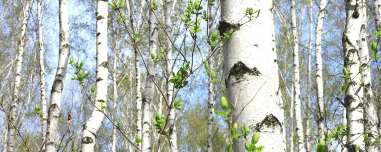 White Birch Tree