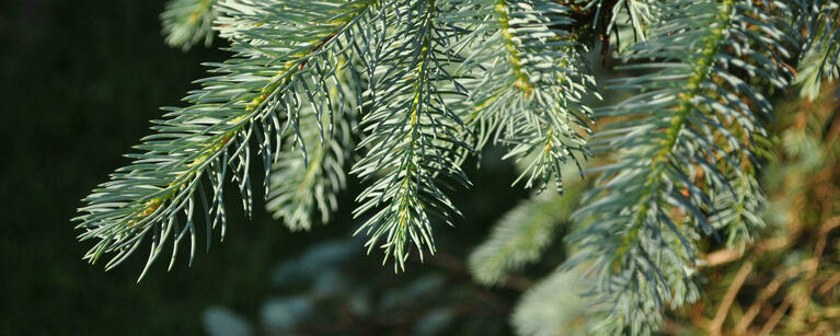 White Spruce
