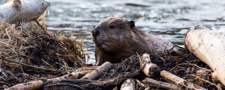 Beaver