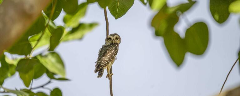 Owlet on a branch