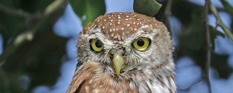 Owlett