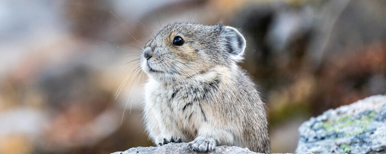 Lemming
