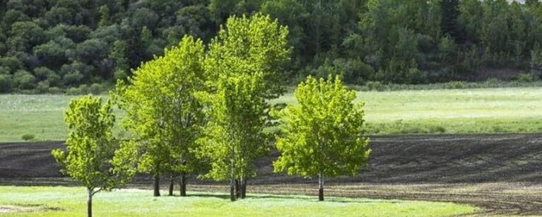 Group of trees in a field