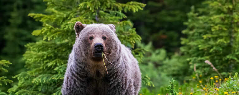 Brown bear