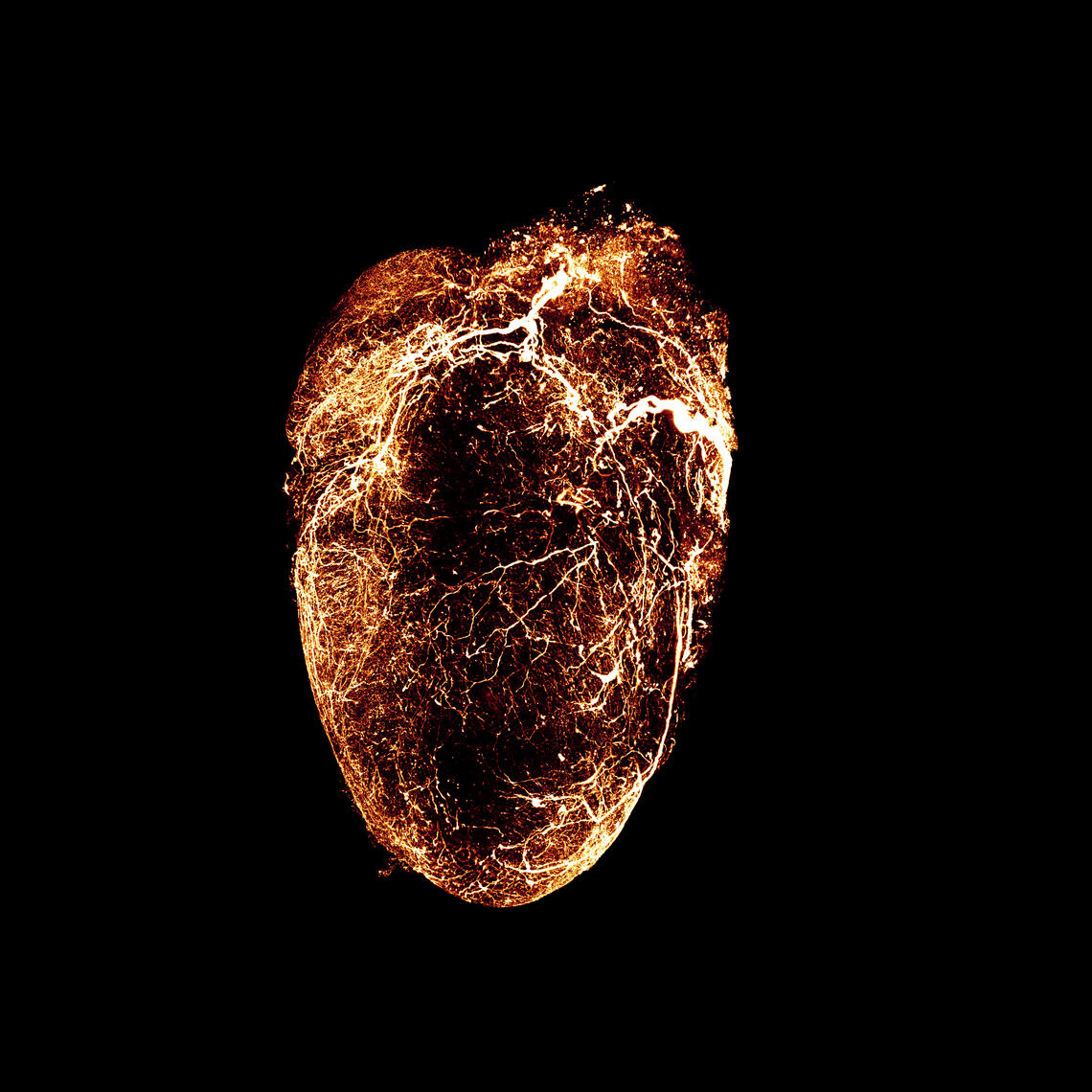 mouse heart