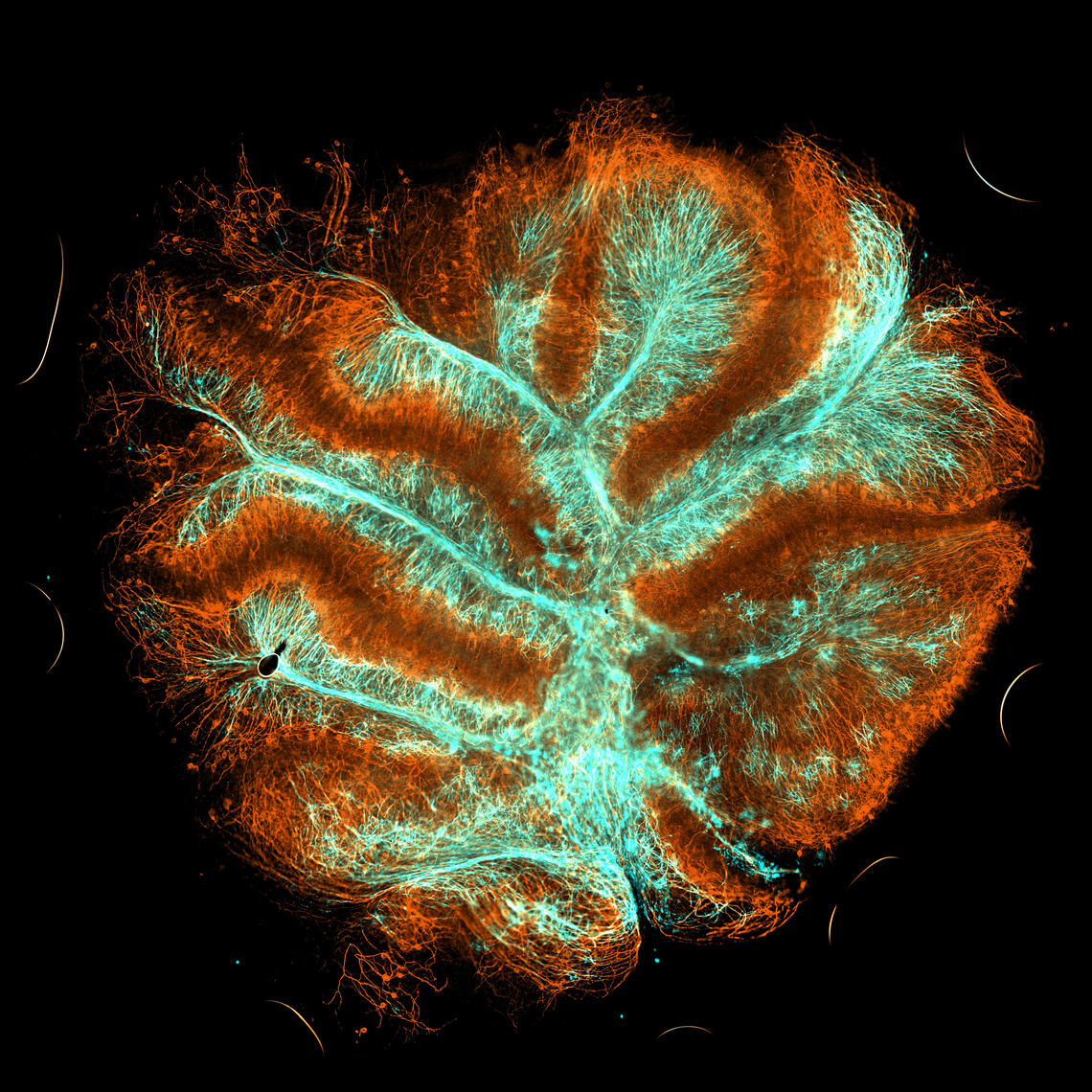 Mouse cerebellum