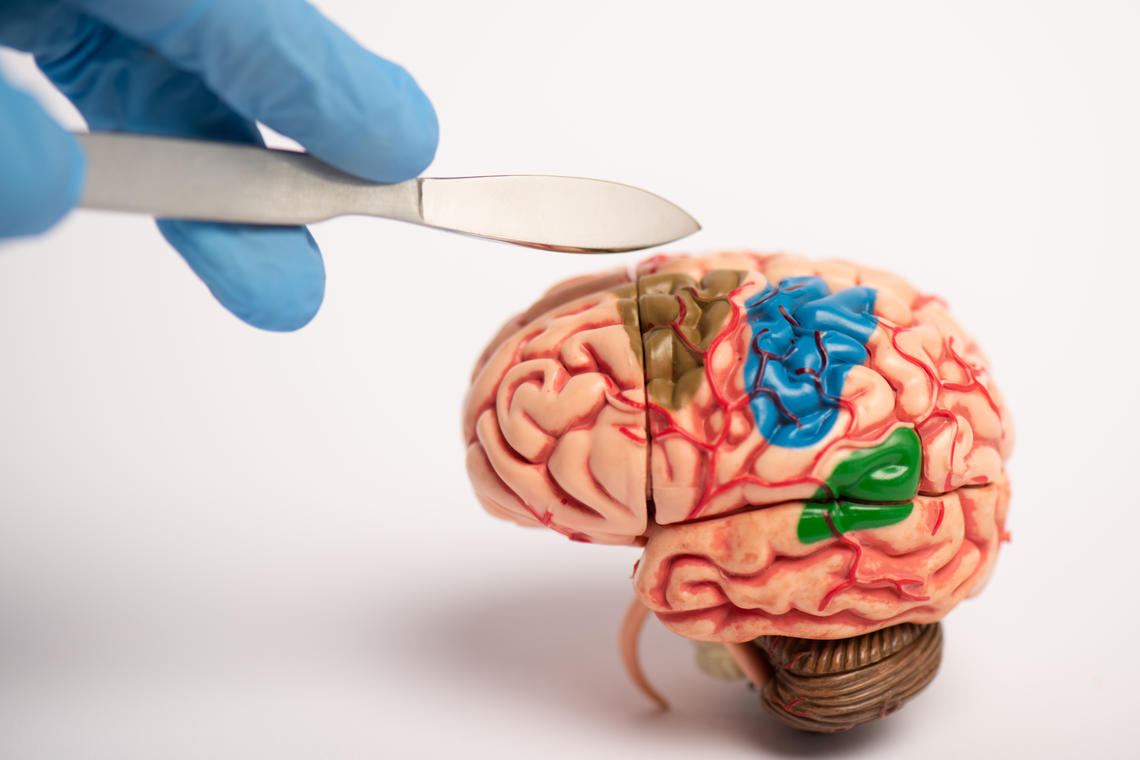 Toy brain