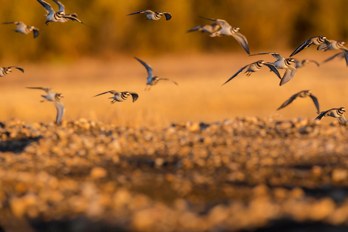 Birds Flying