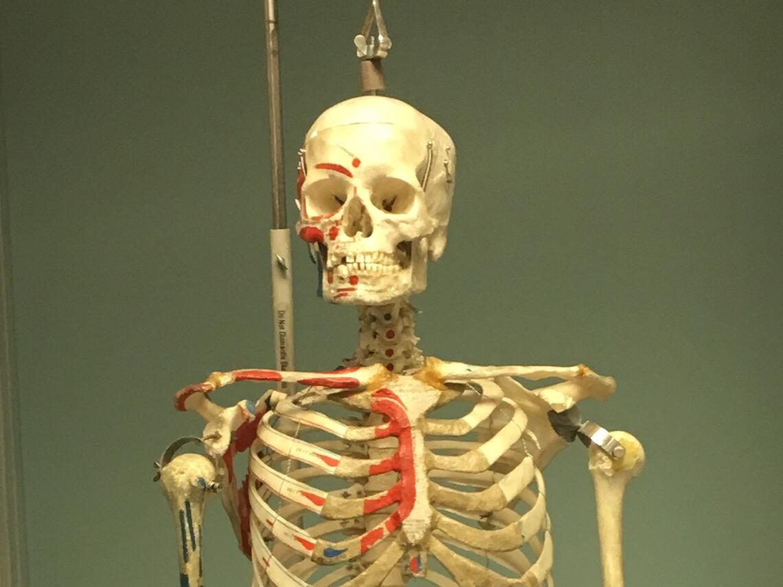 SPL Anatomical Models