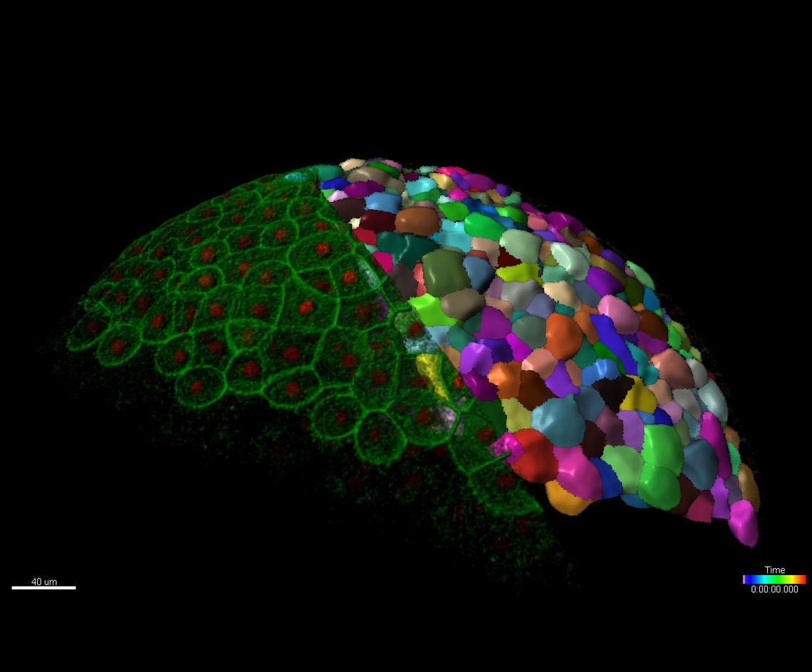 cell surfaces