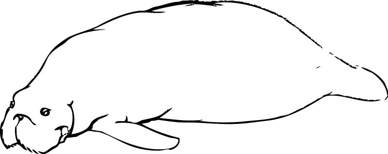Dugong Dugong