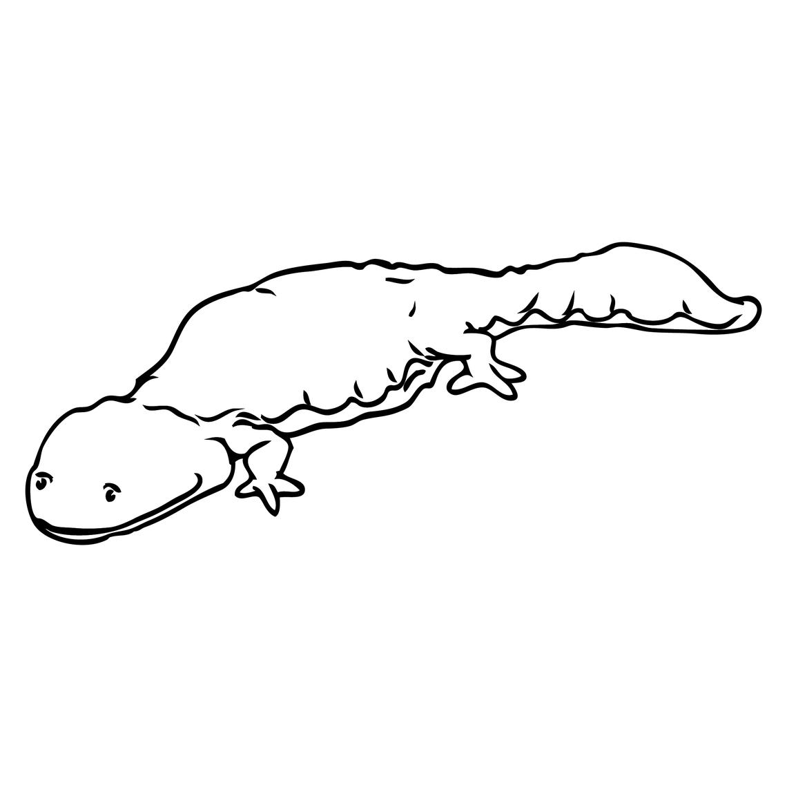 Hellbender Hellbender