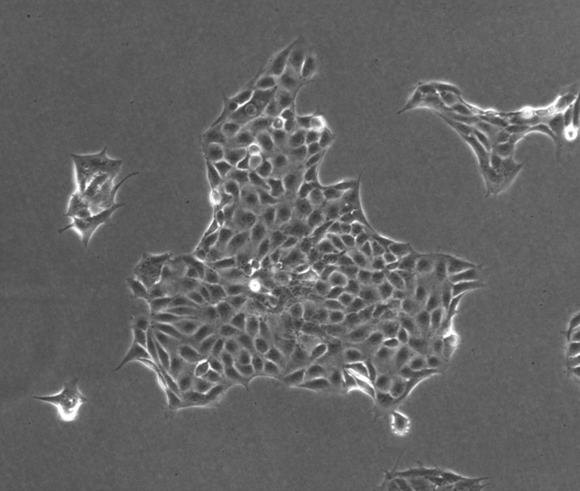 Human trophoblast stem cell colony