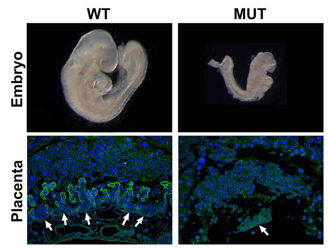 Gene knockout leading to severe placental and embryonic defects