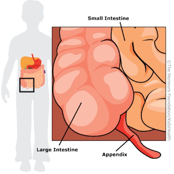 Appendix
