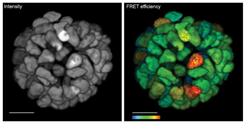 FRET Organoid