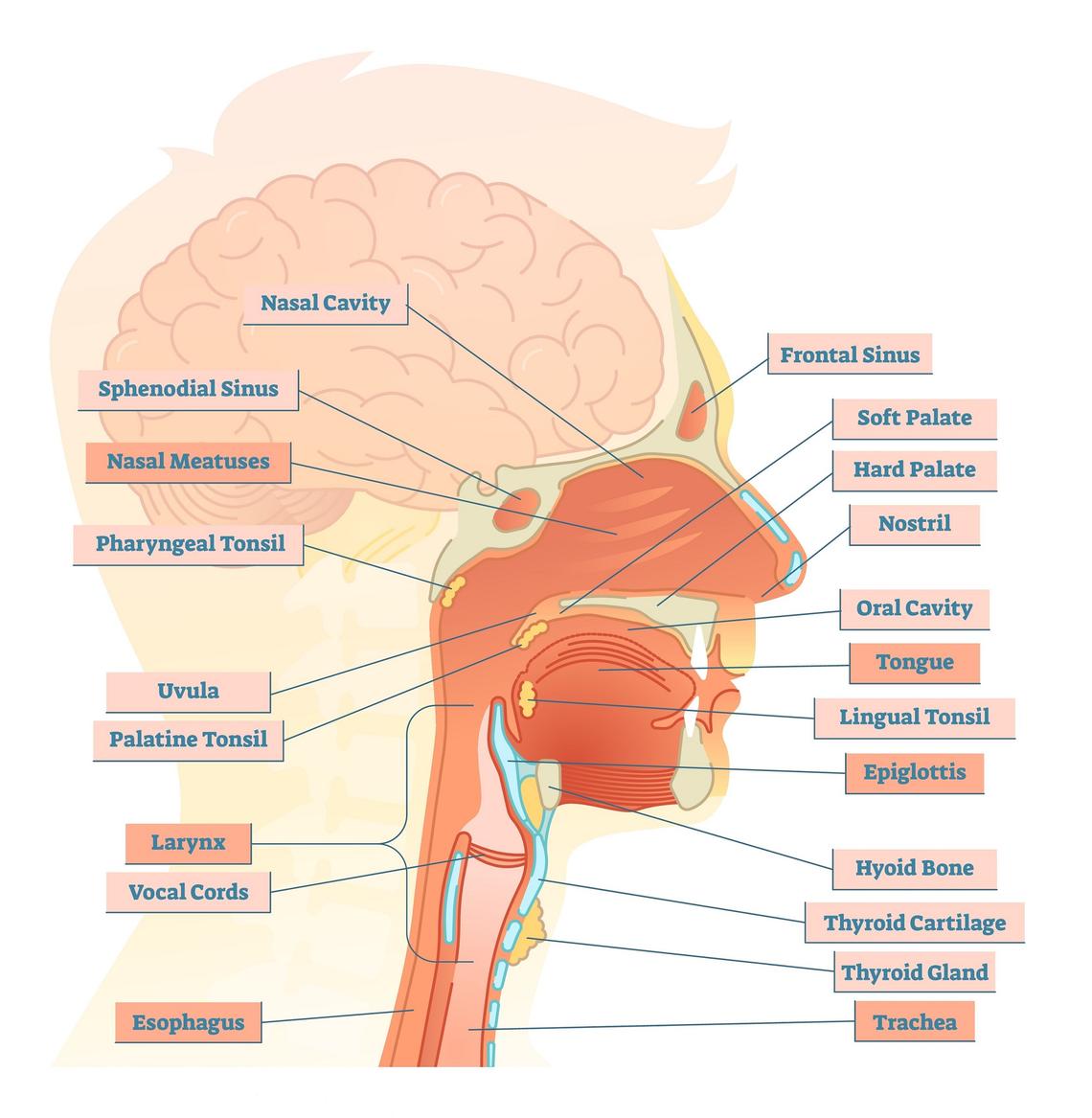 Head Anatomy