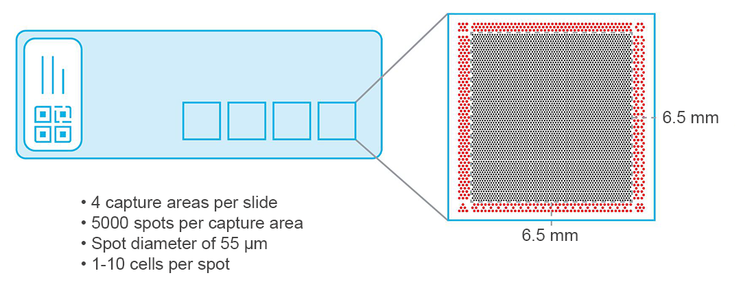 visium slide spec