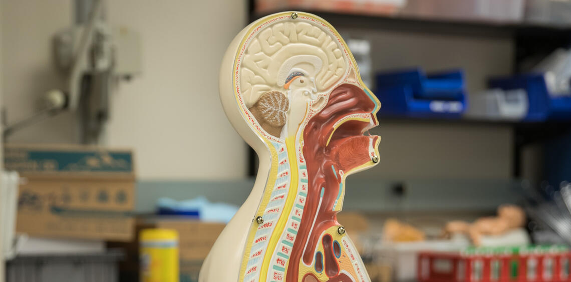 SPL Anatomy Model