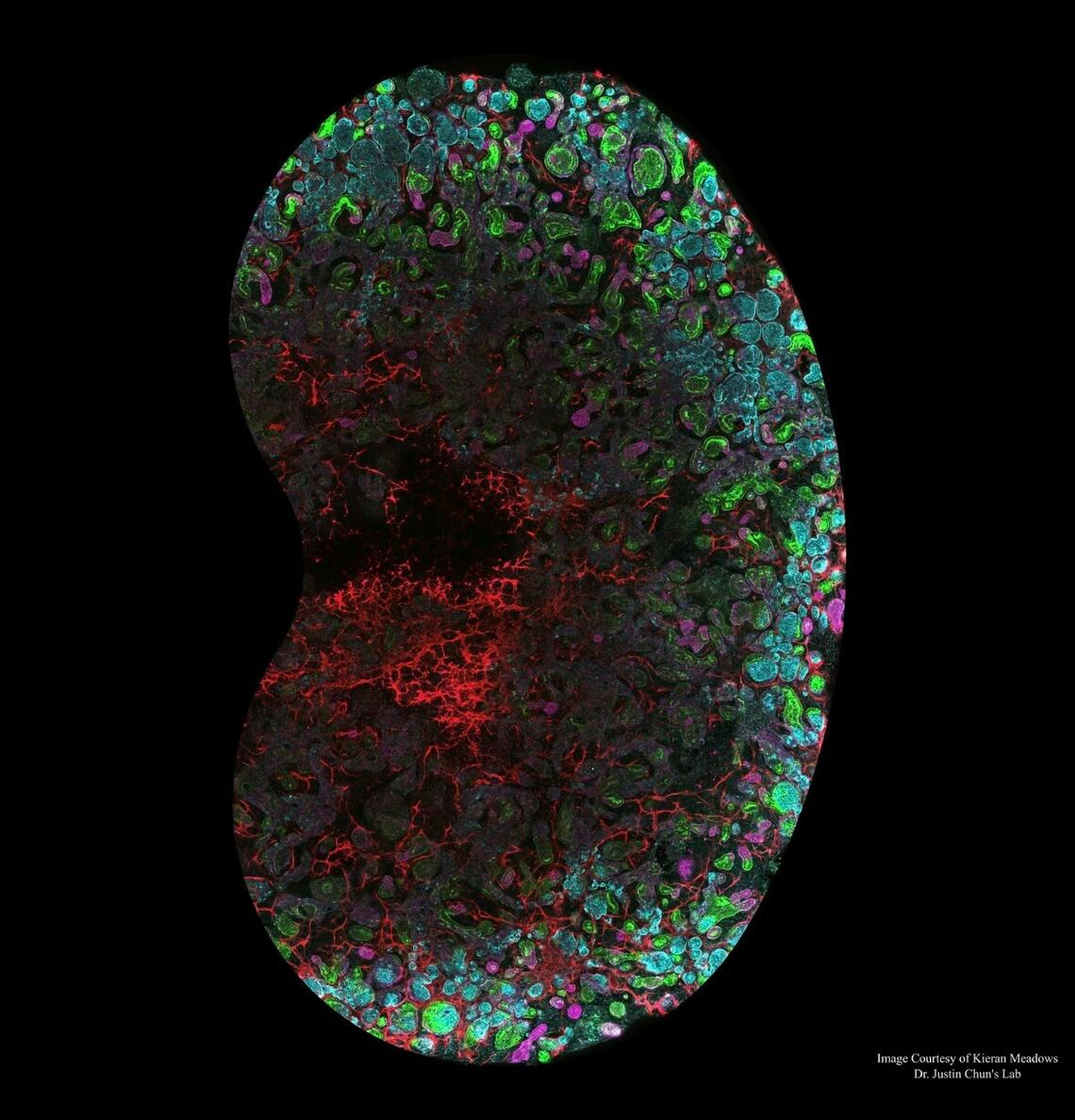 Justin Chun Lab