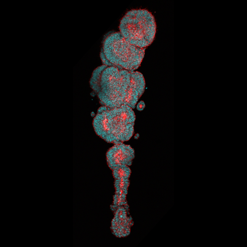 Microscopy image of somite-forming organoid showing five somite-live blocks stacked together to create a column. Cell nuclei are coloured cyan, and an actin cytoskeletal marker coloured red.