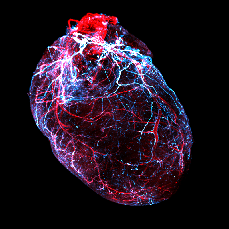 Microscopy image of a transparent mouse hart with nerves in blue and blood vessels in red.