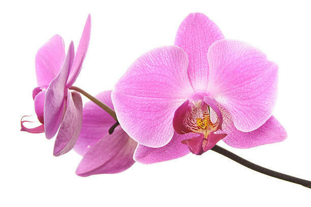 Orchid