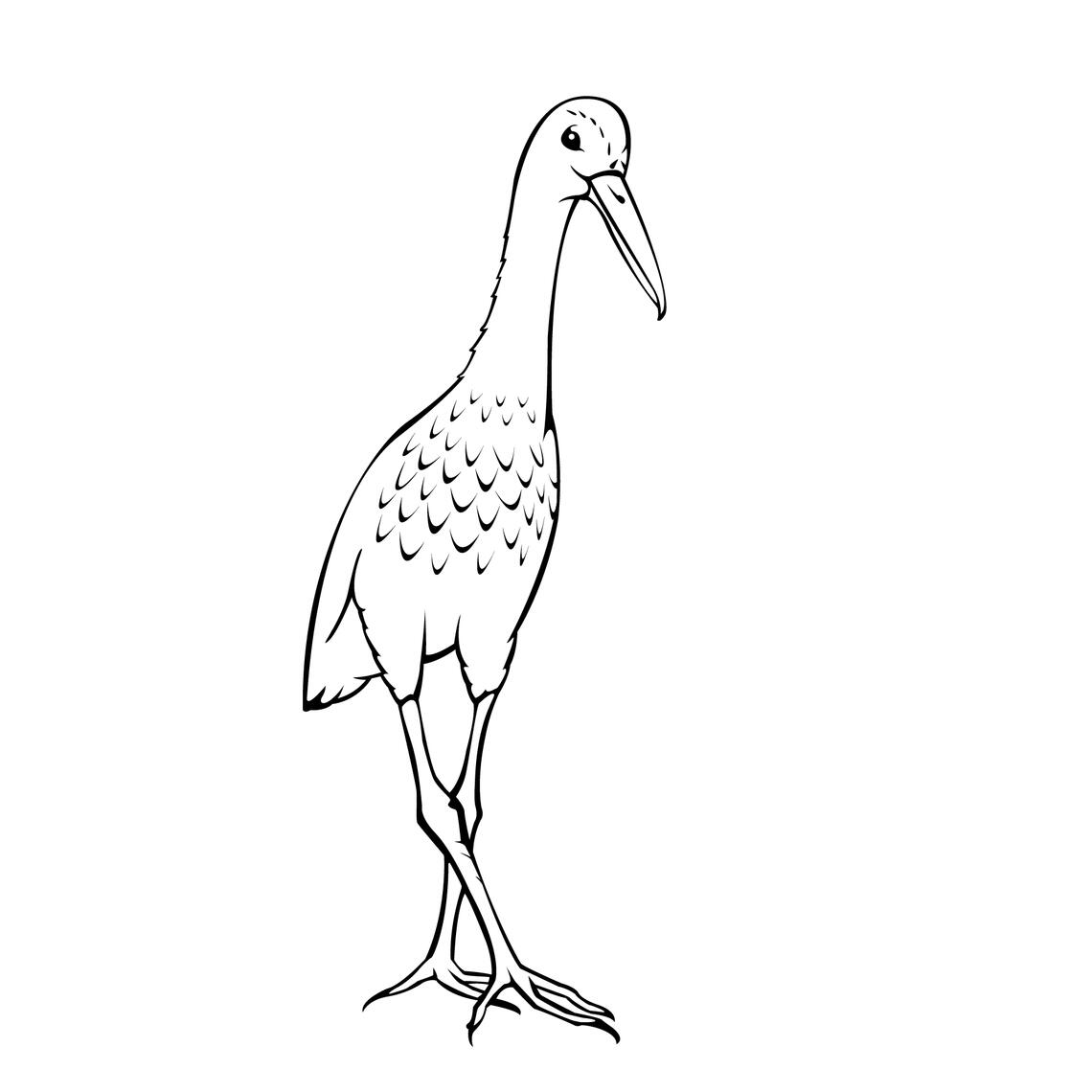 Limpkin 2021